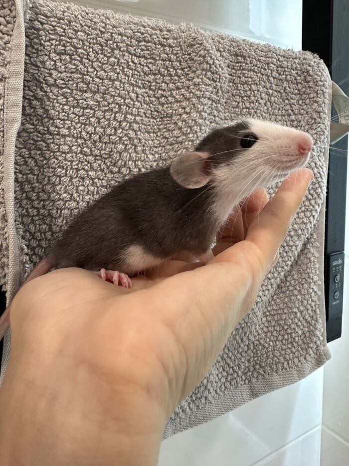 Их двое, на фото старший крыс (2 мес.).