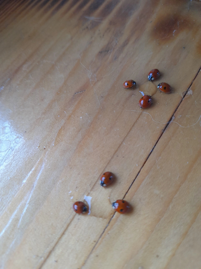 Ааабедааать!!