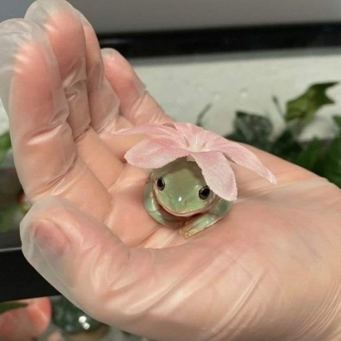 В ожидании поцелуя