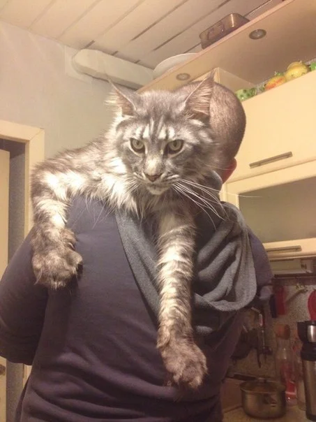 Big Cat Time - My, cat, Pets, Maine Coon, Big cats