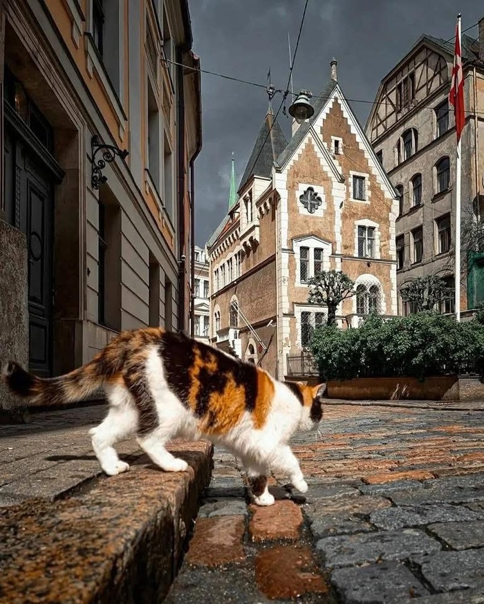 Рижский котик