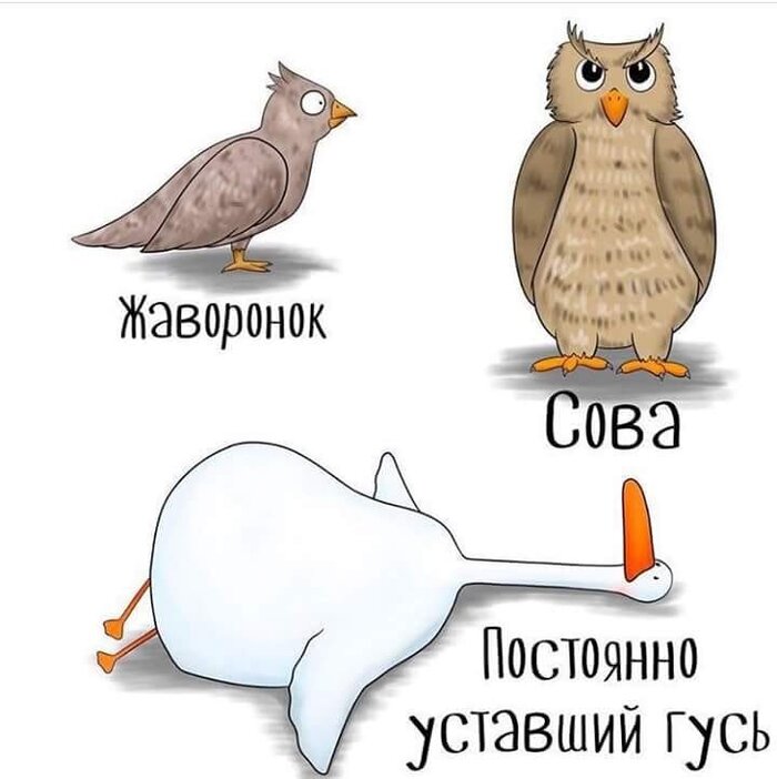 Жаворонки и совы?