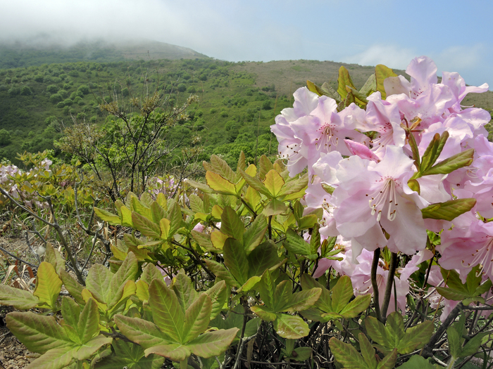 Рододендрон Шлиппенбаха в Хасанском районе Приморского Края. Фото Л. Головневой.