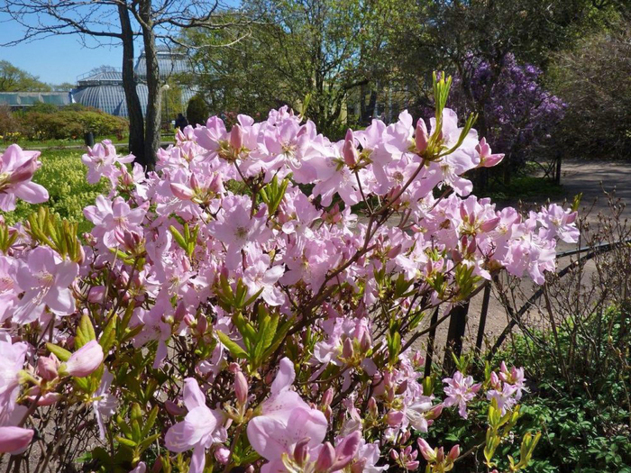Цветущий рододендрон Шлиппенбаха в культуре, в Ботаническом саду Петра Великого, Санкт-Петербург. Фото с сайта <!--noindex--><a href="https://pikabu.ru/story/rododendron_shlippenbakha_12455143?u=http%3A%2F%2Fpriroda.club&t=priroda.club&h=9835014b7676013d7e0eb0e529ca79104ac298d5" title="http://priroda.club" target="_blank" rel="nofollow noopener">priroda.club</a><!--/noindex-->.