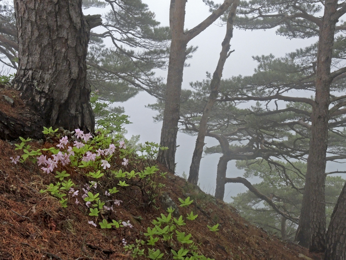 Приморье, Хасанский район. Фото Л. Головневой.