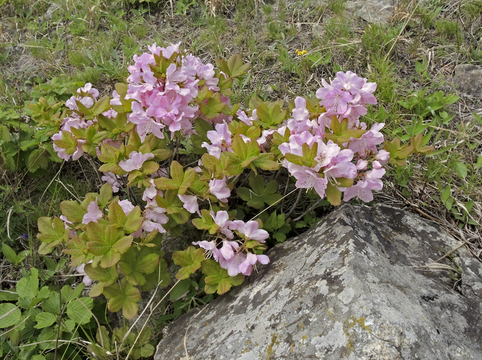 Приморье, Хасанский район. Фото Л. Головневой.
