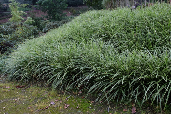 Японская осока (Carex morrowii), по-японски кан-суге, она же осока Морроу, один из основных материалов для изготовления плащей. Фото с сайта <!--noindex--><a href="https://pikabu.ru/story/nashi_yeksponatyi_plashchinakidki_12462857?u=http%3A%2F%2Fru.m.wikipedia.org&t=ru.m.wikipedia.org&h=e10ea223a9168a2c738cf2a2115fd9efa8e3c076" title="http://ru.m.wikipedia.org" target="_blank" rel="nofollow noopener">ru.m.wikipedia.org</a><!--/noindex-->.