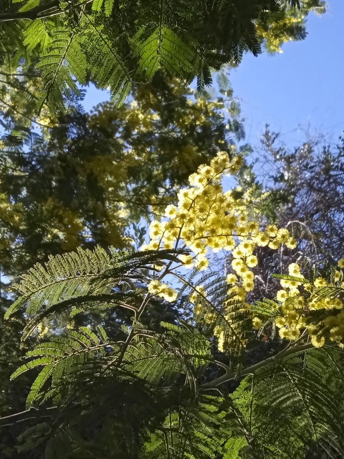 Цветущая мимоза. Фотографии И. Андревой.