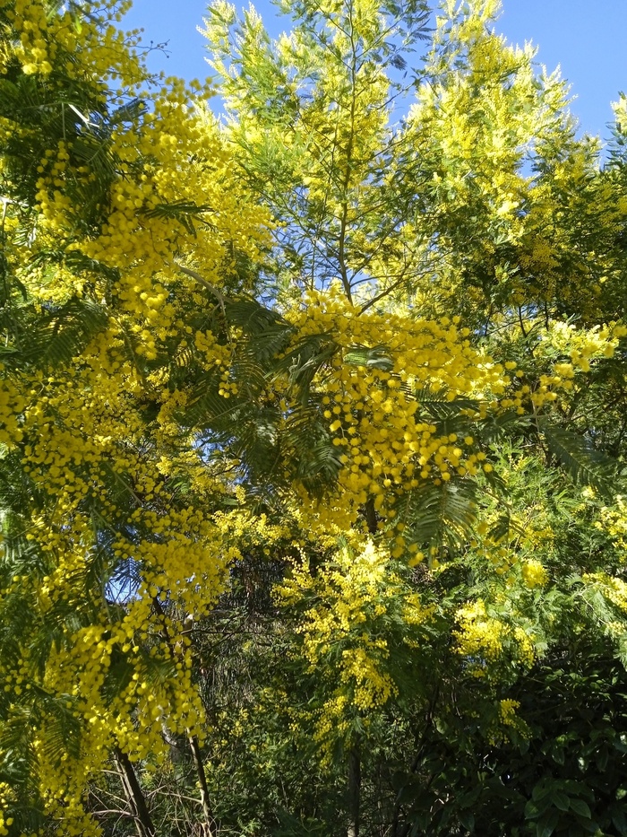 Цветущая мимоза. Фотографии И. Андревой.