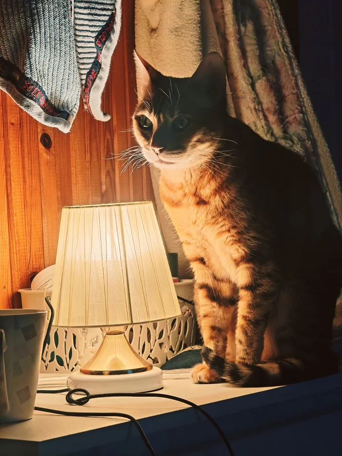 Competition: Alternative Cat Lamp - My, cat, Competition, Cat Day, A wave of posts, Лампа, Pets, The photo