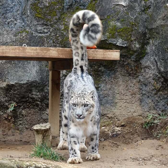 Хвастает хвостом