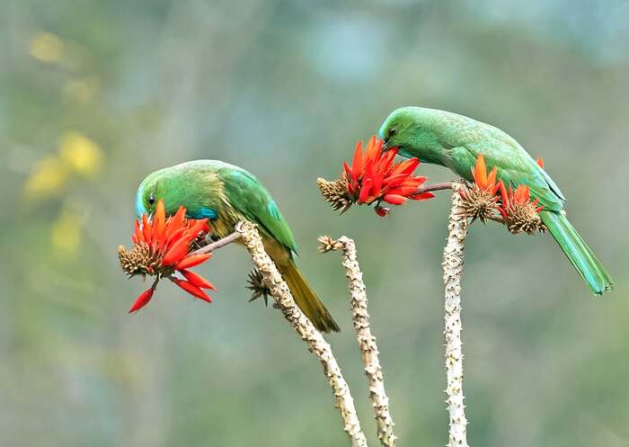 Синебородые ночные щурки.