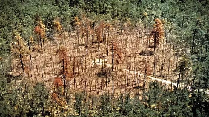 Чем закончился эксперимент по облучению леса цезием-137 в США Планета Земля, США, Земля, Длиннопост, Радиация Чем закончился эксперимент по облучению леса цезием-137 в США Планета Земля, США, Земля, Длиннопост, Радиация