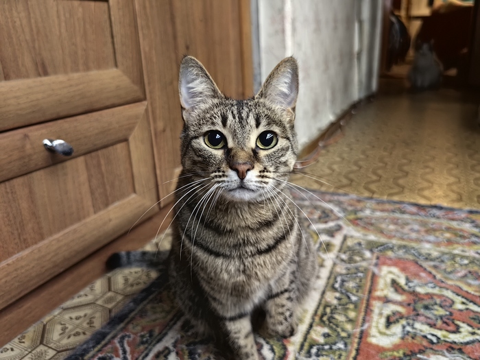 Опоздал на конкурс, но вот мои кошки