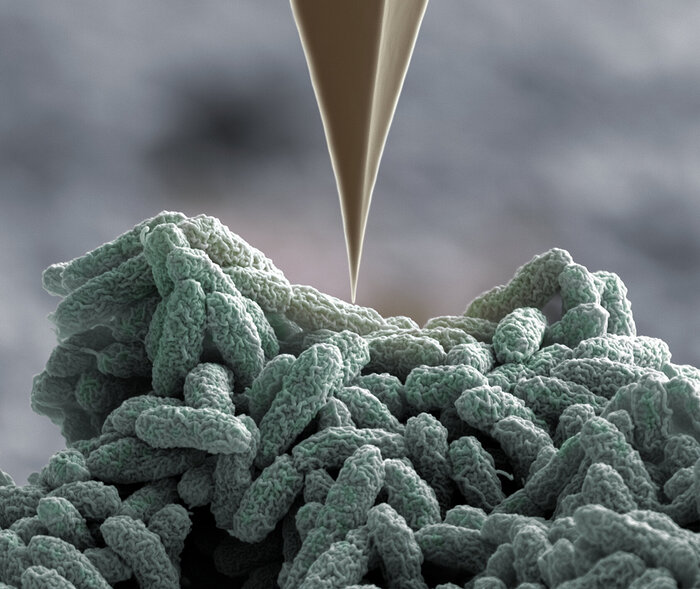 Бактерии Pseudomonas используют свои нано-гарпуны, когда повреждаются острым наконечником (увеличение в 15,000 раз).