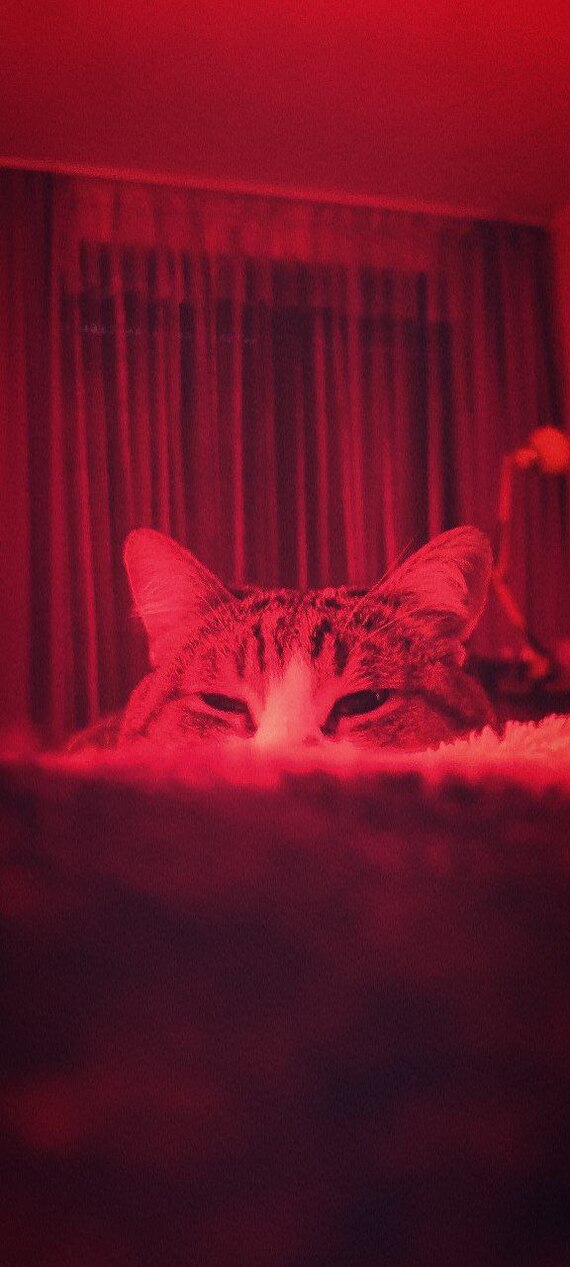 �������� �������