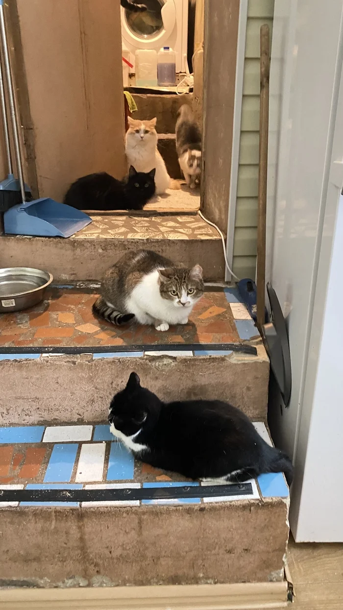 Many people ask: why do you have social networks, why do you talk about cats? - My, cat, Animal shelter, Charity, Animal Rescue, Longpost