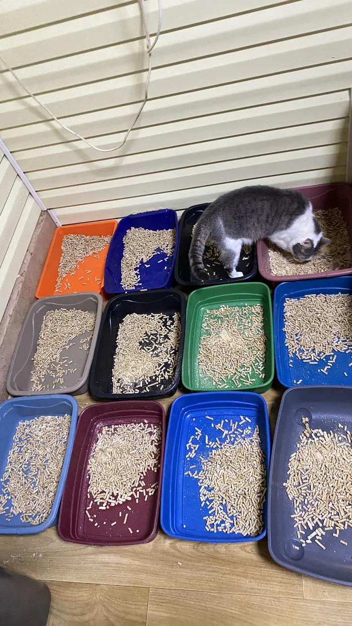 Many people ask: why do you have social networks, why do you talk about cats? - My, cat, Animal shelter, Charity, Animal Rescue, Longpost