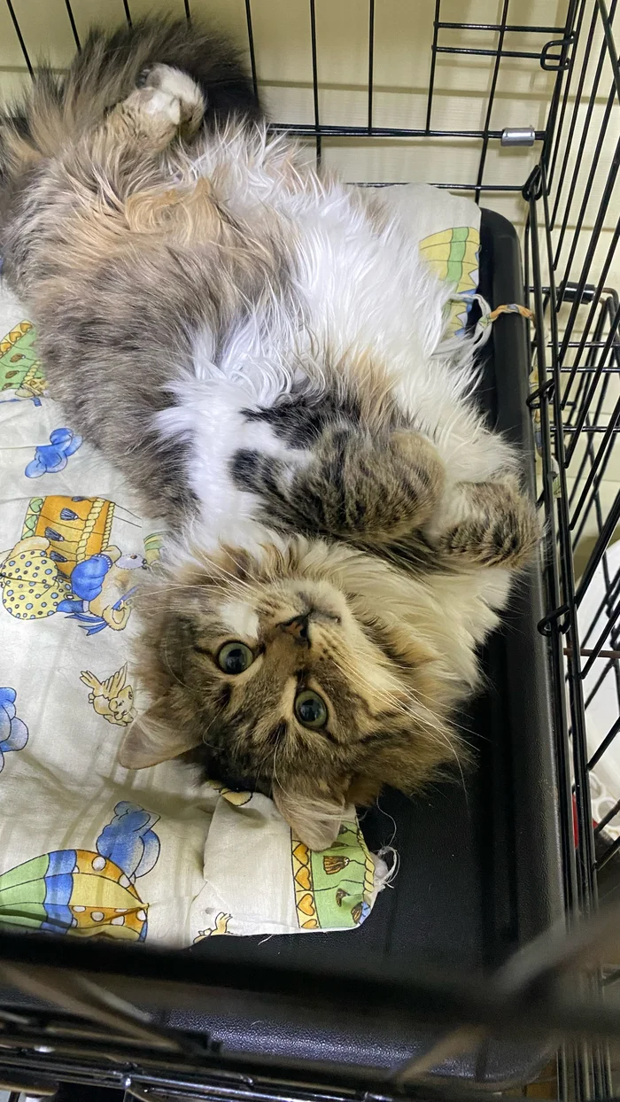 Many people ask: why do you have social networks, why do you talk about cats? - My, cat, Animal shelter, Charity, Animal Rescue, Longpost