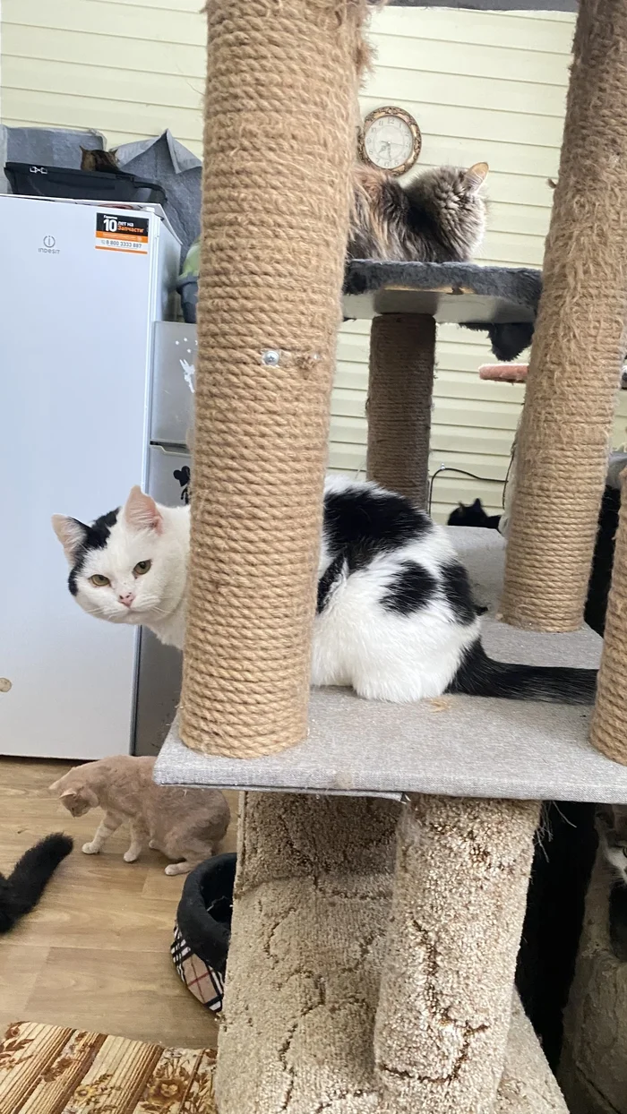 Many people ask: why do you have social networks, why do you talk about cats? - My, cat, Animal shelter, Charity, Animal Rescue, Longpost
