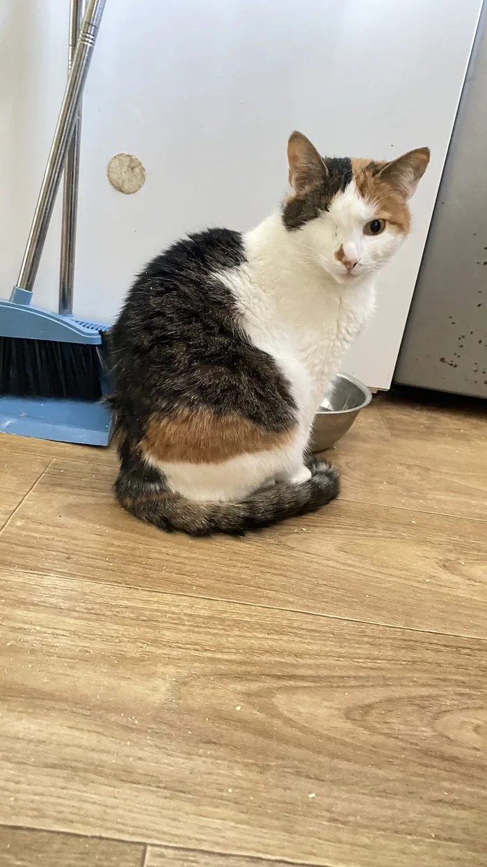 Many people ask: why do you have social networks, why do you talk about cats? - My, cat, Animal shelter, Charity, Animal Rescue, Longpost