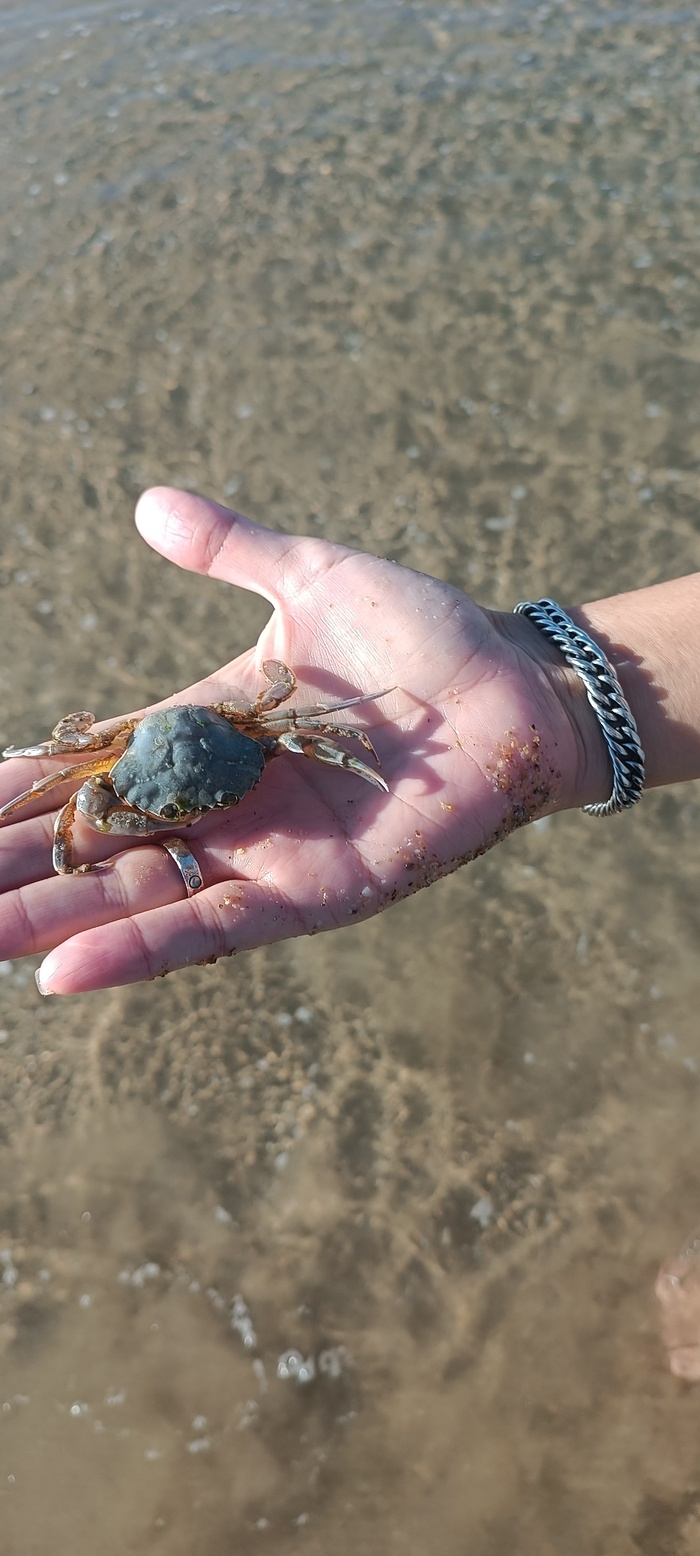 Паук в доспехах