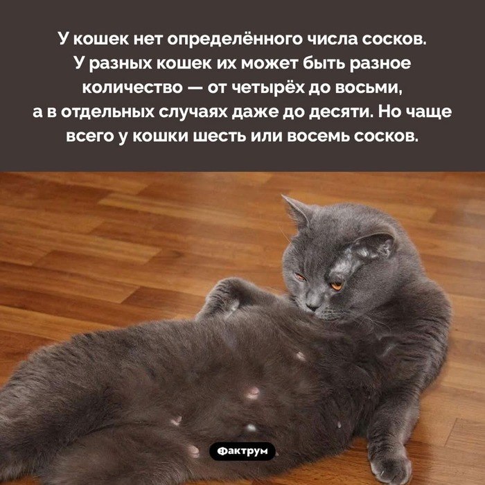 Леденцы | Родная Вятка