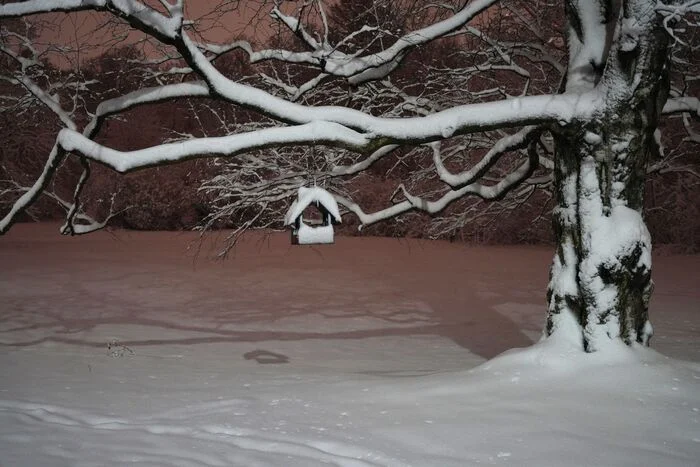 December 15, 2024 snow in the Central Park of Culture and Leisure - My, The photo, Saint Petersburg, Cpcchio, Elagin Island, Longpost