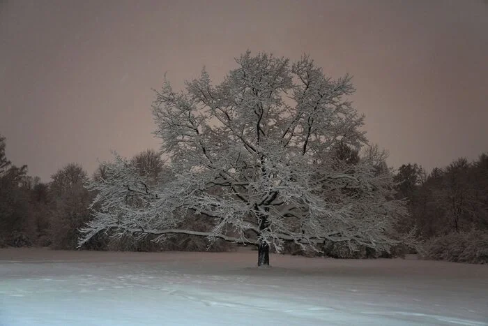 December 15, 2024 snow in the Central Park of Culture and Leisure - My, The photo, Saint Petersburg, Cpcchio, Elagin Island, Longpost