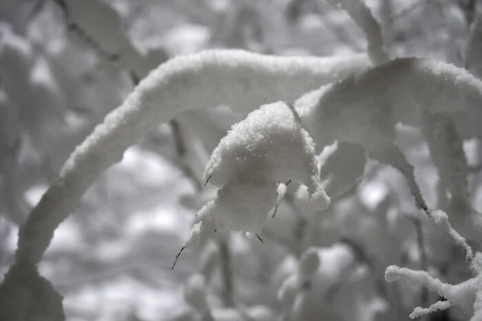 December 15, 2024 snow in the Central Park of Culture and Leisure - My, The photo, Saint Petersburg, Cpcchio, Elagin Island, Longpost