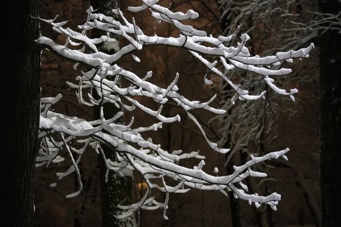 December 15, 2024 snow in the Central Park of Culture and Leisure - My, The photo, Saint Petersburg, Cpcchio, Elagin Island, Longpost