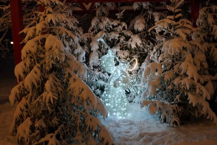 December 15, 2024 snow in the Central Park of Culture and Leisure - My, The photo, Saint Petersburg, Cpcchio, Elagin Island, Longpost