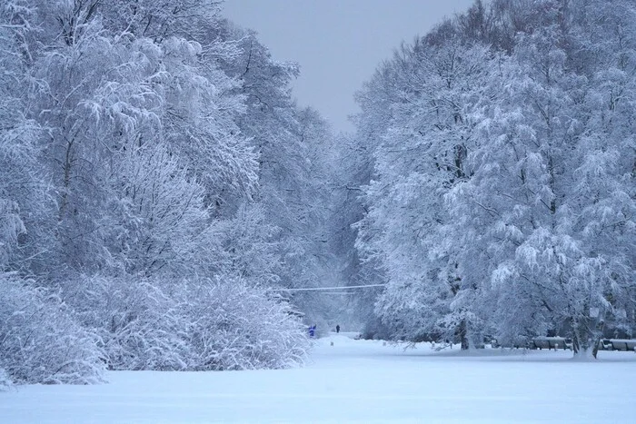 December 15, 2024 snow in the Central Park of Culture and Leisure - My, The photo, Saint Petersburg, Cpcchio, Elagin Island, Longpost