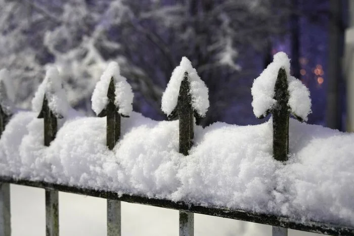 December 15, 2024 snow in the Central Park of Culture and Leisure - My, The photo, Saint Petersburg, Cpcchio, Elagin Island, Longpost