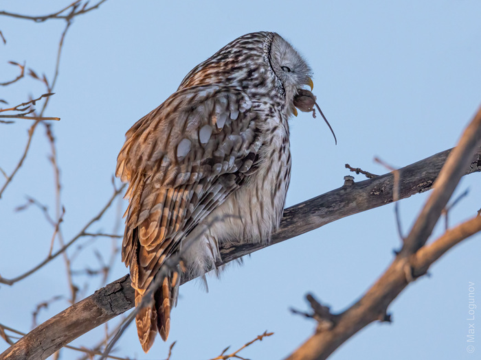  (Strix uralensis)       , , ,  ,  ,   ,  , , , , , , 