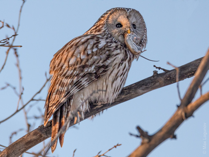   (Strix uralensis)       , , ,  ,  ,   ,  , , , , , , 