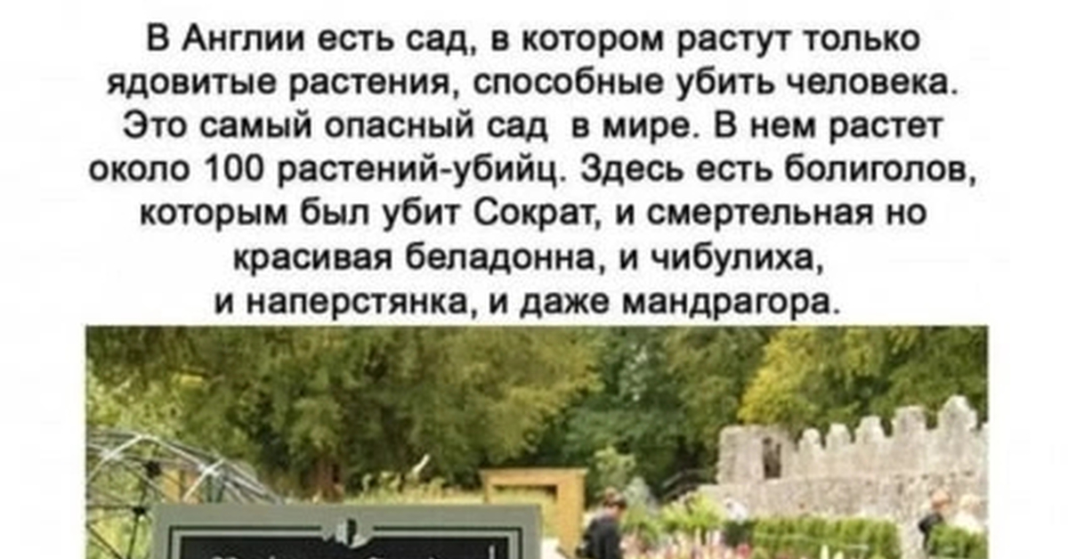 А кому вообще доводилось выпалывать борщевик...