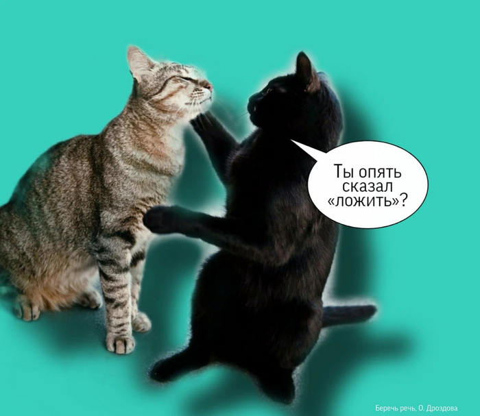 Как убедить человека никогда не говорить «ложить». Шуточная инструкция