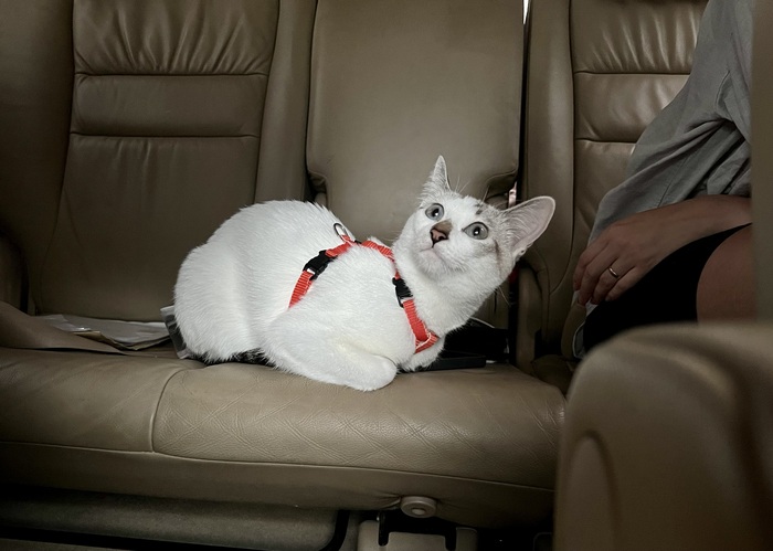 куда этот фаранг меня тащит