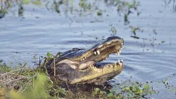 Туристический каюк