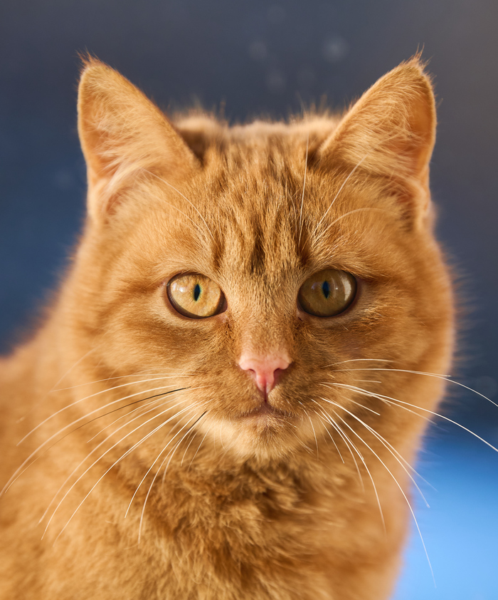 ������� �������� ��������