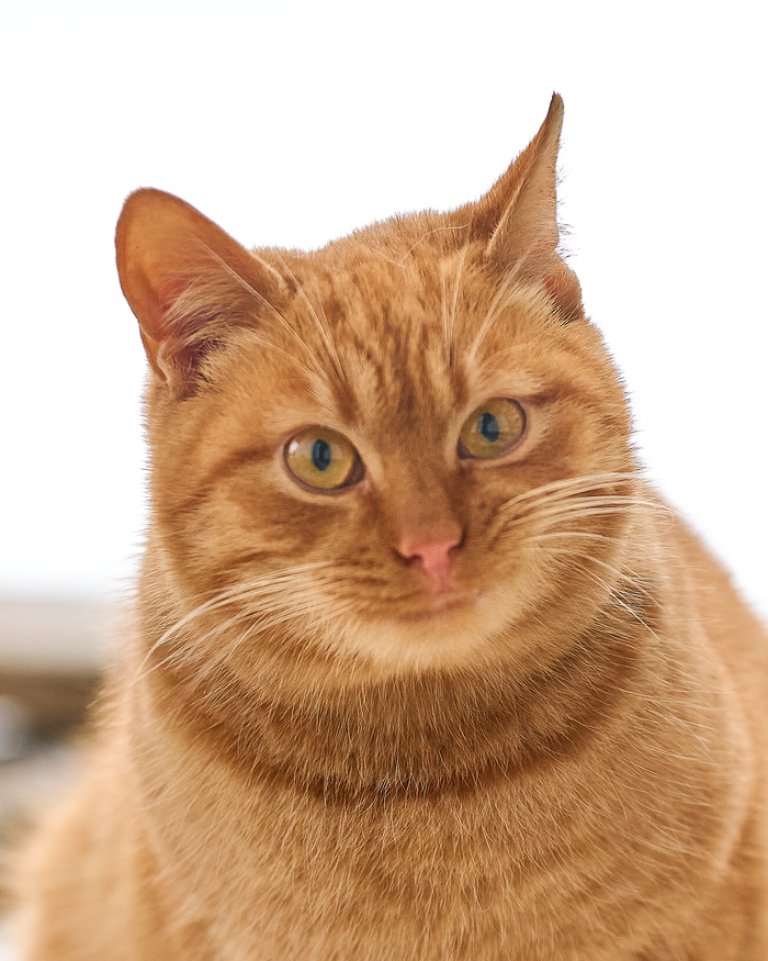 ���� ������ ��� ������ ���� (�������� ��� �������)