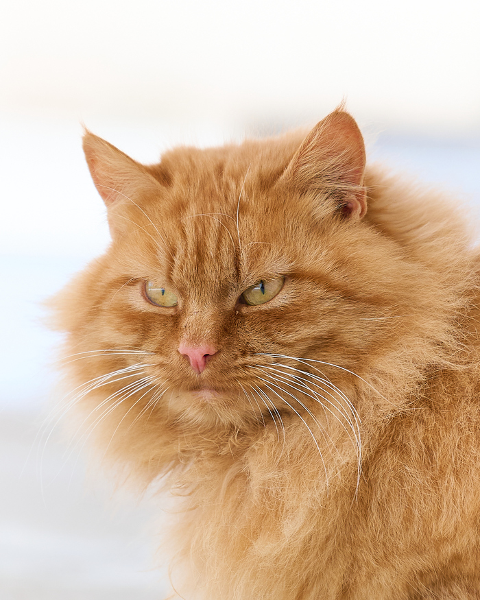 ��� ������������� ����� ���������