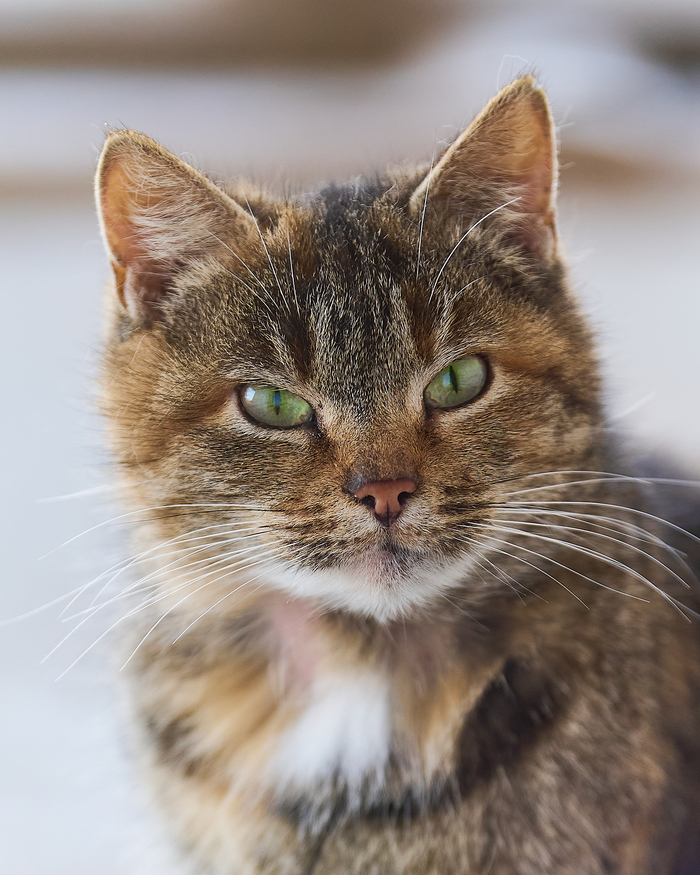 ������� ������