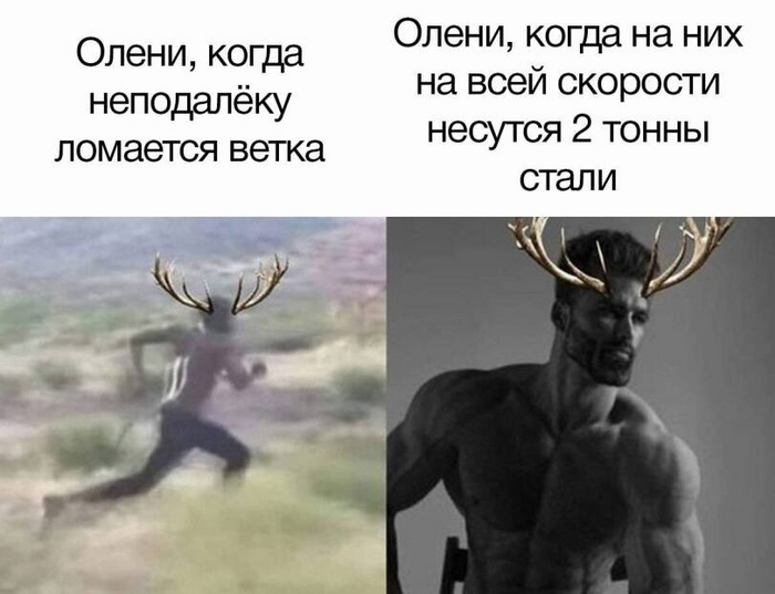 Олени очень любят машины