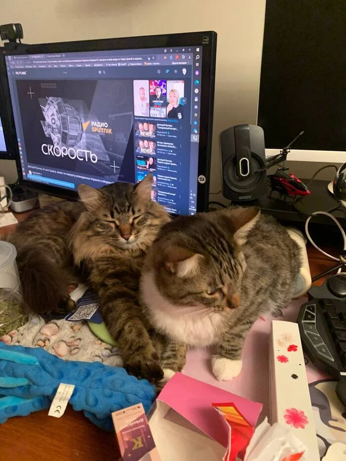 Chronicle of March 8 - My, World of warcraft, cat, Fantasy