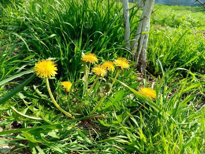 Кусочек весны