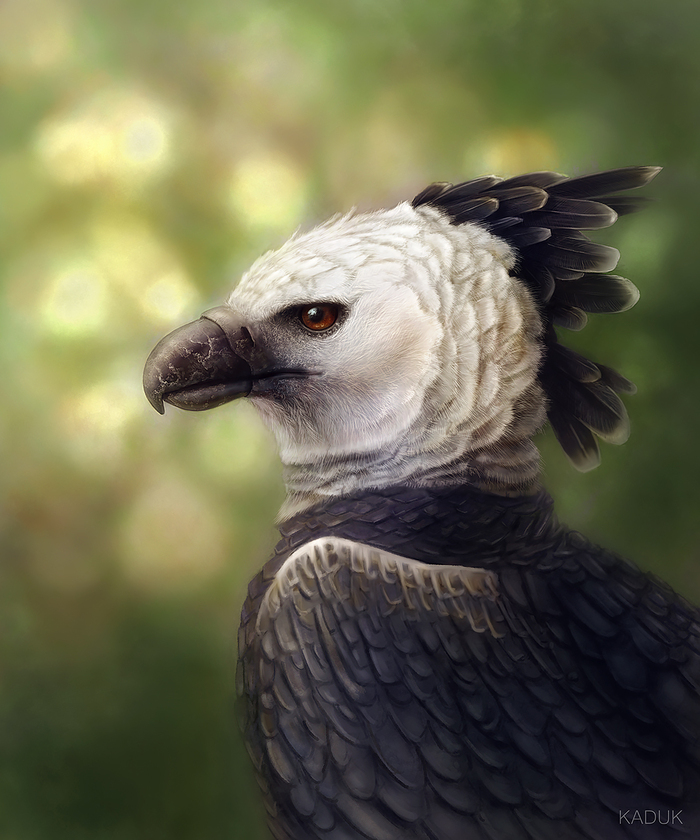  ,  , Digital, , ,  , 2D, Photoshop, , YouTube