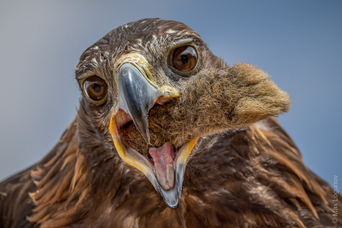  (Aquila chrysaetos)     ,  , , ,   ,  , 