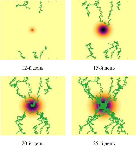 Динамика роста «солидной» опухоли с высоким параметром скорости деления